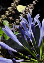 IMG_0815-a.jpg