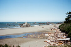 driftwood.jpg