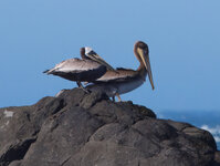 pelicans.jpg