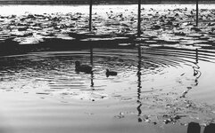 dc-lx100m2-PAN6463.resized.jpg