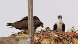 four ospreys.jpg