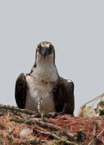 osprey.jpg