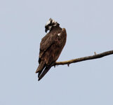 perched osprey.jpg