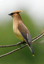 cedar waxwing.jpg