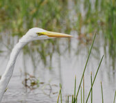 egret.jpg