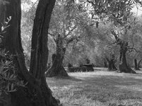 dc-lx100m2-PAN6401-reduced.jpg