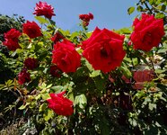 IMG_1103-a.jpg IMG_1103-a.jpg