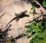 IMG_0817-a.jpg IMG_0817-a.jpg