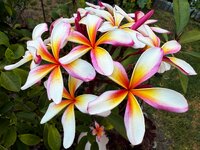 IMG_1154-a.jpg