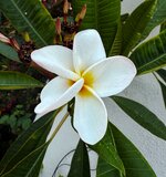 IMG_1155-a.jpg