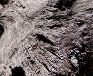 wood2.jpg