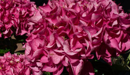 hydrangea.jpg