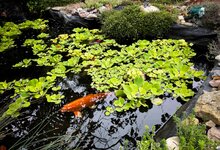 IMG_1340-a.jpg