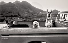 3-Dogs-ana-Truck-a.jpg