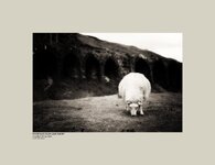 Rosedale Kilns and Sheep.jpg