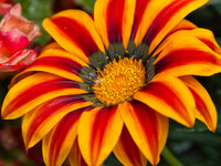 flower1.jpg