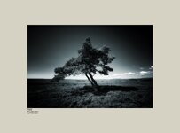 Tree Wheeldale Moor.jpg