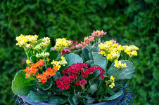 new flower bowl.jpg