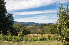 Looking West.jpg