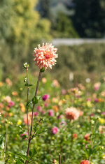 Flower1.jpg