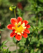 Flower2.jpg