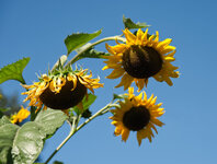 Sunflower1.jpg