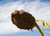 Sunflower2.jpg