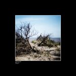Buckthorn Spurn Point.jpg