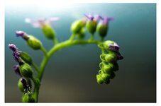 Sundew Flowers-1.jpeg