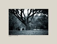 Mother Earth and the Trees.jpg