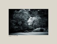 Walk In A Paradise Garden.jpg