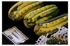 Cactus or Marrow.jpeg