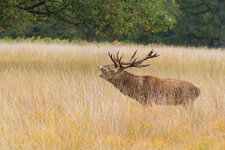6U1A2191_DxO.jpg