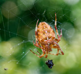 spider.jpg