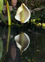 IMG_2028-1.jpg