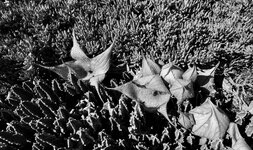 IMG_2131-1.jpg IMG_2131-1.jpg