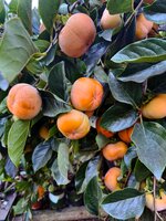 IMG_2149-1.jpg IMG_2149-1.jpg