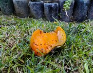 IMG_2150-1.jpg IMG_2150-1.jpg