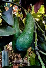 IMG_2152-1.jpg IMG_2152-1.jpg