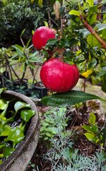 IMG_2174-1.jpg IMG_2174-1.jpg