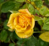 yellow rose2.jpg