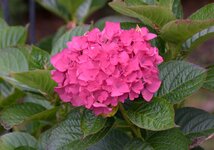 hydrangea.jpg
