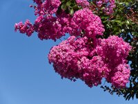 crape myrtle1.jpg
