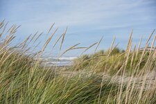 ss grass - small.jpg