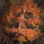 IMG_7081-social.jpg IMG_7081-social.jpg