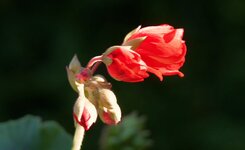 geranium buds - Nov 30.jpg