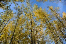 leaves in the sky.jpg