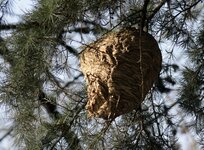 wasp nest.jpg