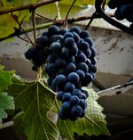 IMG_2306-A.jpg IMG_2306-A.jpg