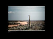 Sea Lavender and Wooden Post Donna Nook Lincolnshire.jpg